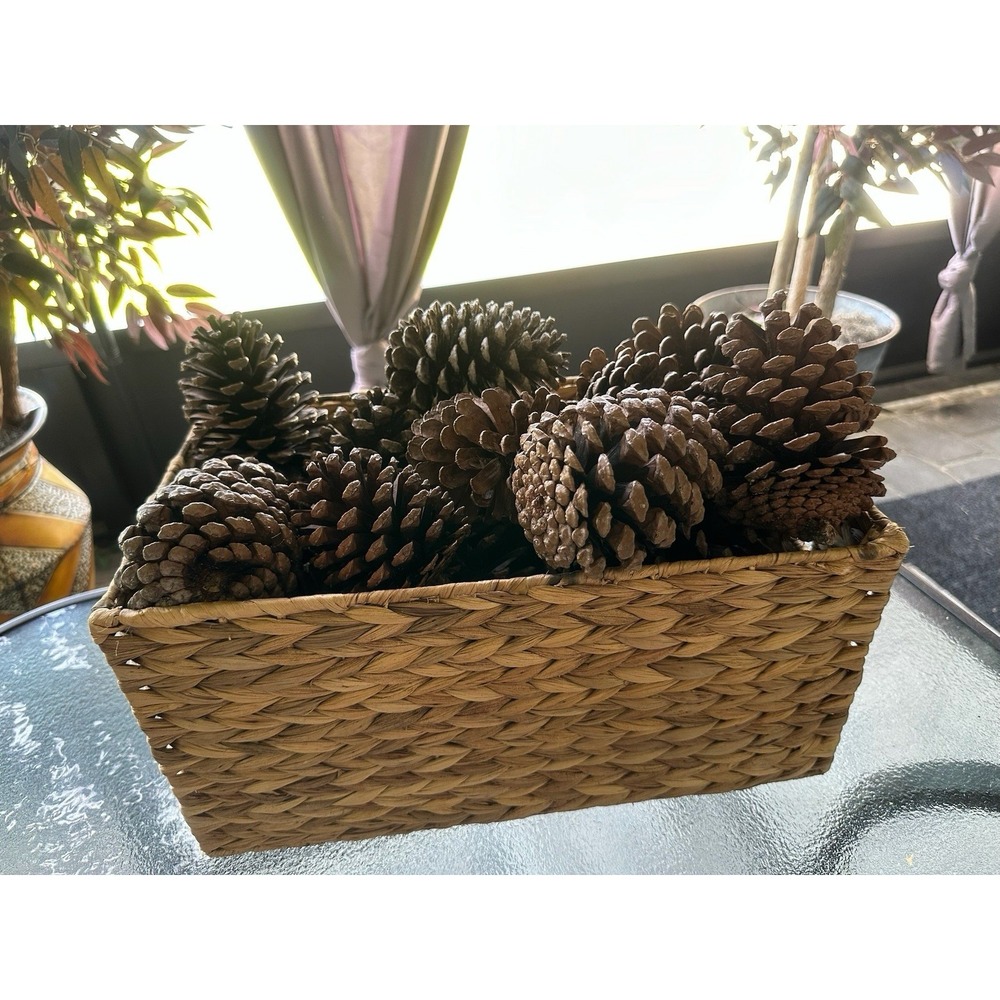 Lot of 10 Pine Cones 4"-5" Florida Natural Home Decoration Crafts